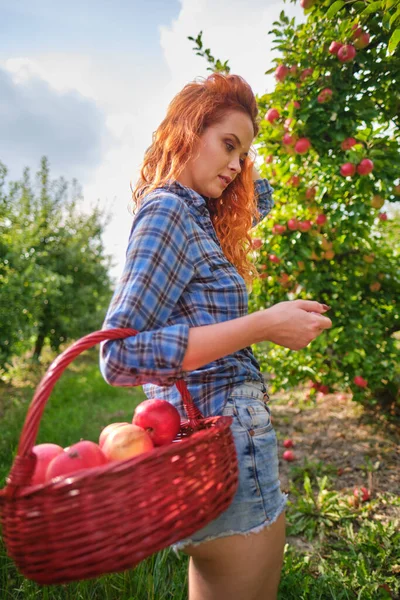 머리의 아름다운 소녀가 과수원에서 사과를 바구니에 담는다 — 스톡 사진