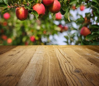 Tablo alanı ve elma Bahçe