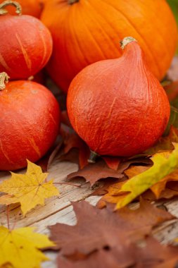 Şükran günü için natürmort hasat dekorasyon