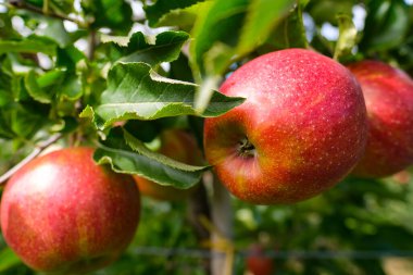 Kırmızı elmalar dalda. Sonbahar hasadı, meyve bahçesi.