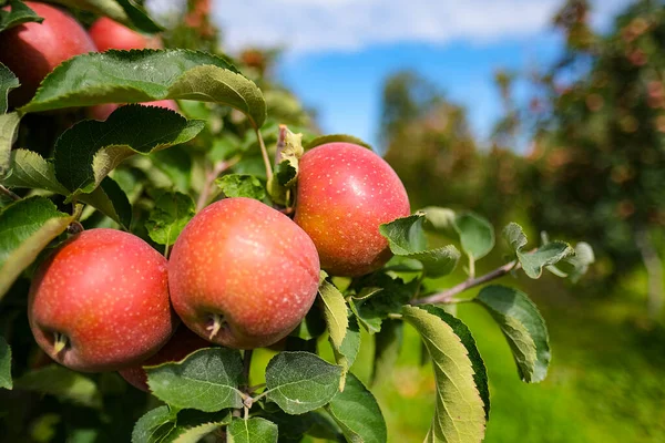Червоні Яблука Гілці Осінній Урожай Сад — стокове фото