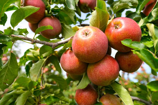 Red Apples Branch Autumn Harvest Orchard — Stock Photo, Image