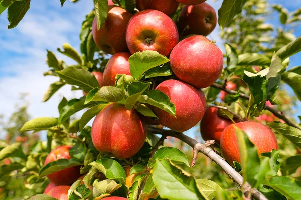 树枝上有红色的苹果 秋天的收获 — 图库照片