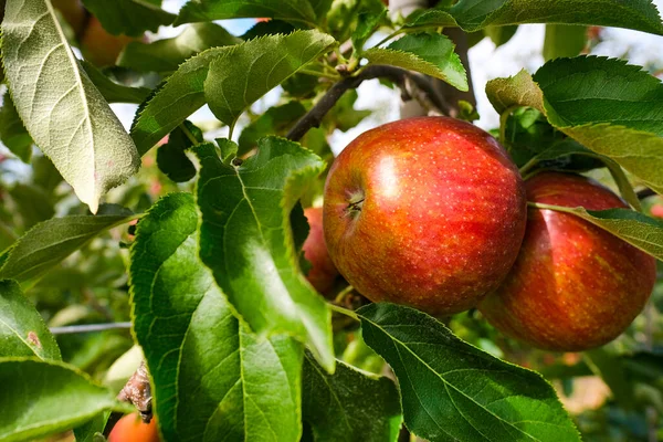 Rode Appels Tak Herfst Oogst Boomgaard — Stockfoto