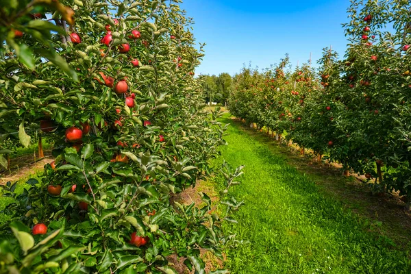 Kırmızı Elmalar Dalda Sonbahar Hasadı Meyve Bahçesi — Stok fotoğraf
