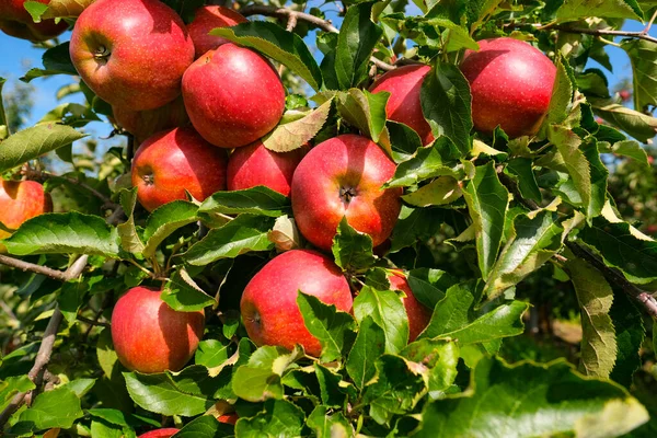 枝に赤いりんご 秋の収穫 オーチャード — ストック写真