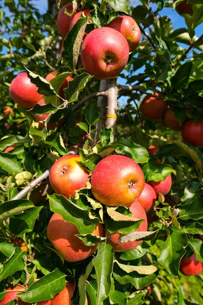 Rode Appels Tak Herfst Oogst Boomgaard — Stockfoto