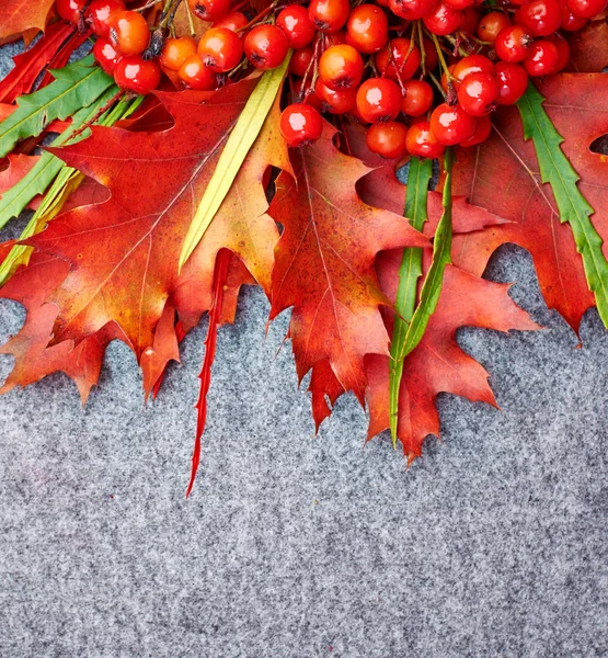 Autumn background with leaves and rowan — Stock Photo, Image