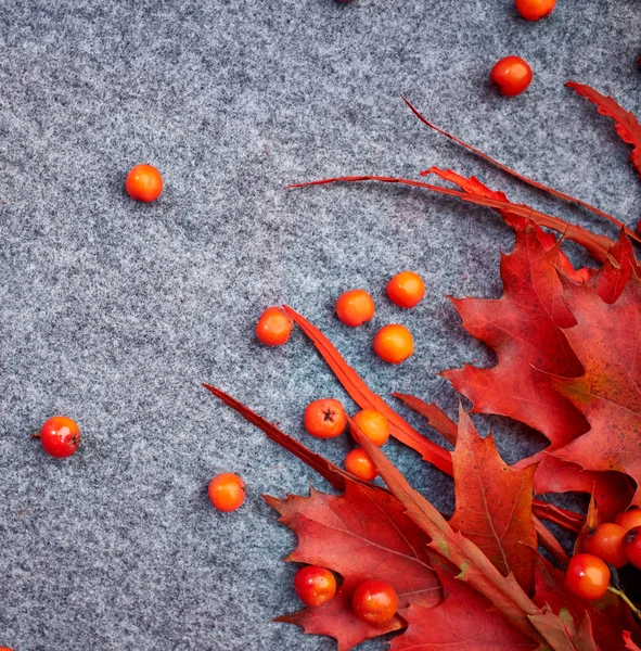 Autumn background with leaves and rowan — Stock Photo, Image