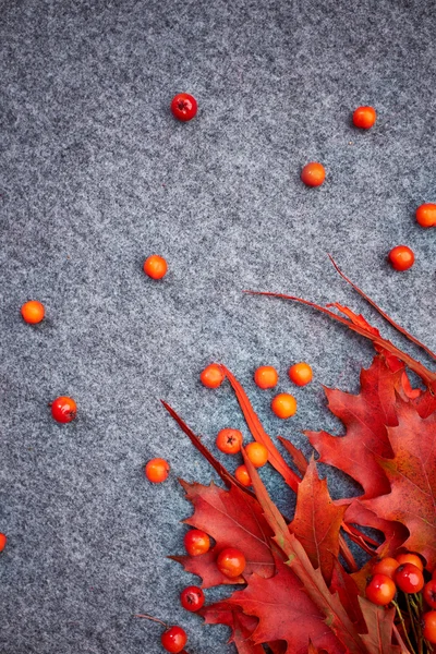 Herbst Hintergrund mit Blättern und Eberesche — Stockfoto