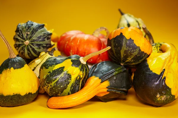 Otoño con calabaza estacional — Foto de Stock