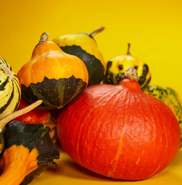 Otoño con calabaza estacional — Foto de Stock