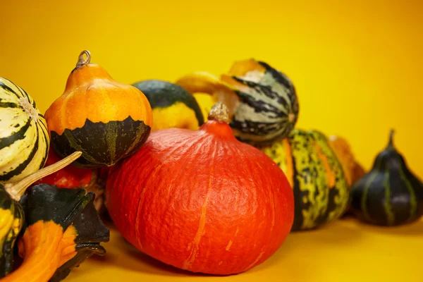 Otoño con calabaza estacional — Foto de Stock