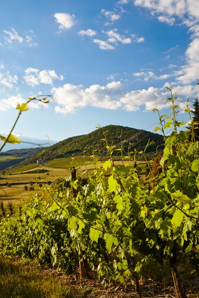 Vine plants and hills — Stock Photo, Image