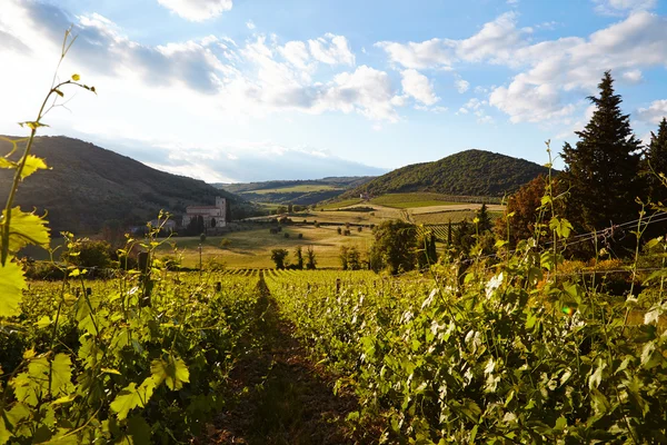 Vine plants and hills — Stock Photo, Image