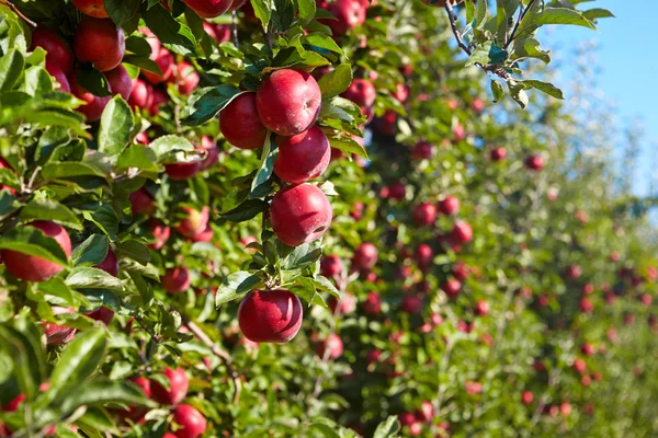 Яблука в саду — стокове фото