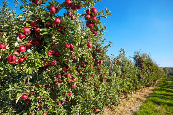 Äpplen i fruktträdgården — Stockfoto