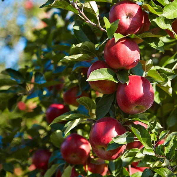 Apples in the orchard — Stock Photo, Image