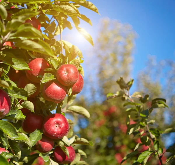 Jablka v sadu — Stock fotografie