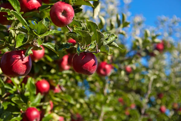 Jablka v sadu — Stock fotografie