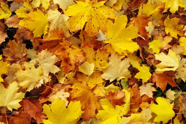 Sonbahar Yaprakları 