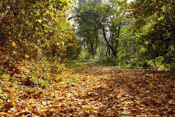 Callejón del parque de otoño — Foto de Stock