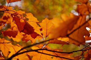 Sonbahar ormandaki güzel ağaç dalı