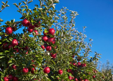 Kırmızı elma ağaçları