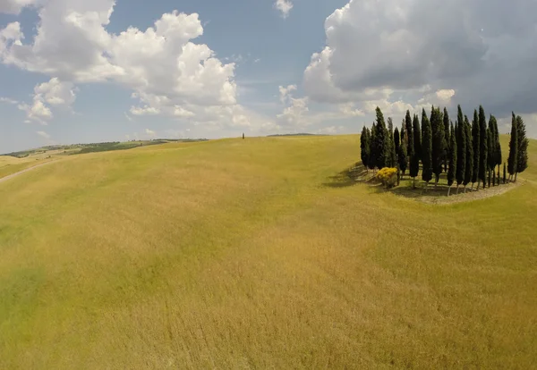 Cipressi della Toscana dal cielo — Foto Stock