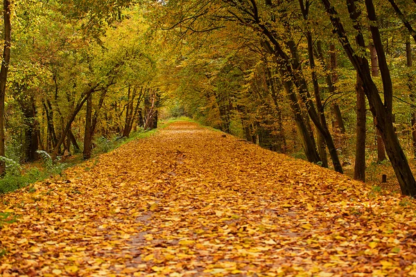秋の公園の路地 — ストック写真