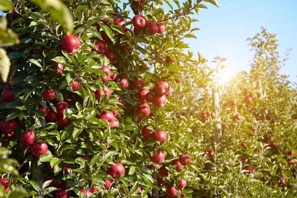 Röda äpplen på träden — Stockfoto