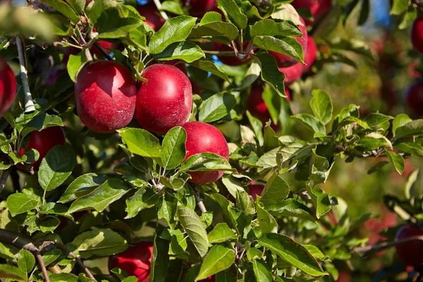 Manzanas rojas en los árboles — Foto de Stock
