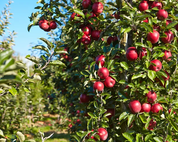 Manzanas rojas en los árboles — Foto de Stock