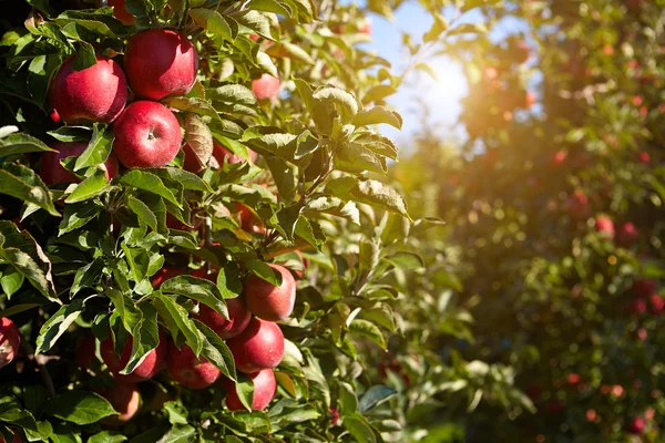 Kırmızı elma ağaçları — Stok fotoğraf