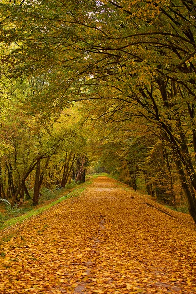 Autumn park alley 