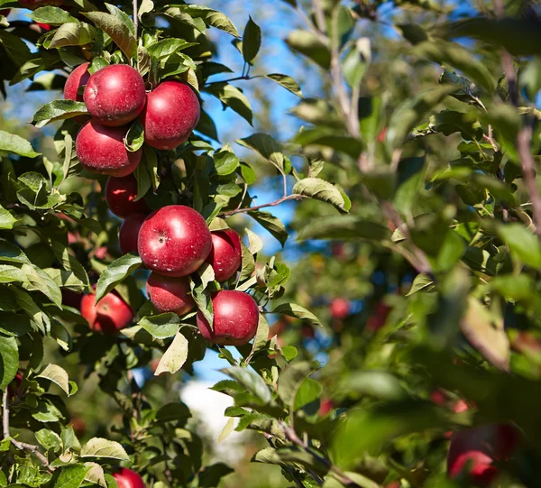 Red apples on the trees — Stock Photo, Image