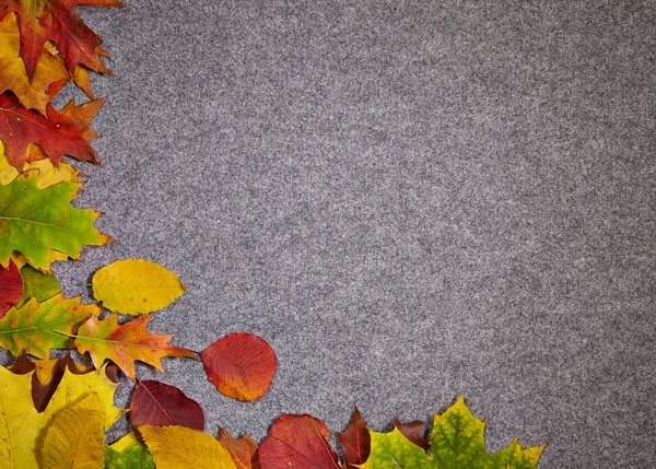 Autumn abstract grey background — Stock Photo, Image