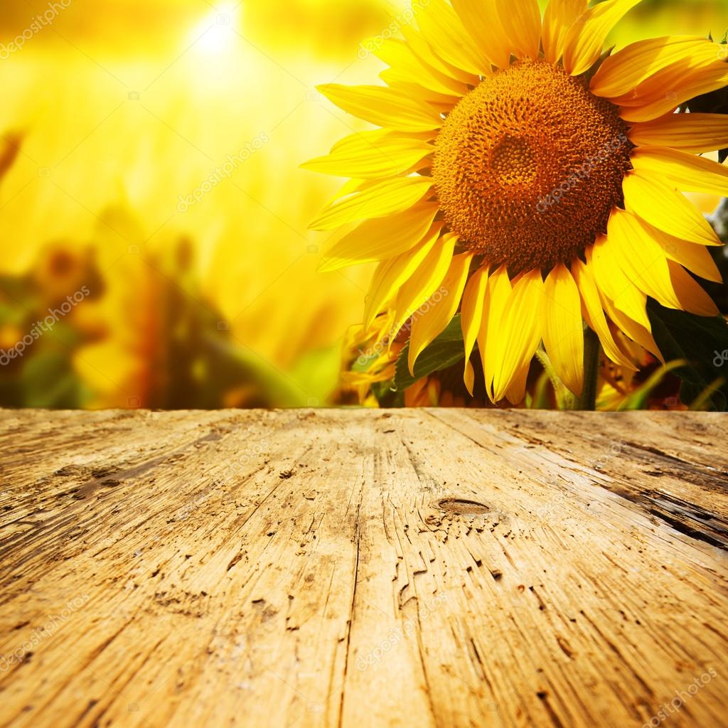 Sunflowers background — Stock Photo © zoomteam 57267967