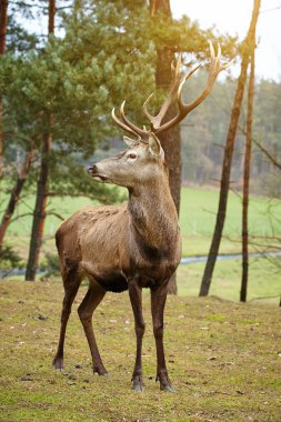 Deer stag in forest landscape in Autumn clipart