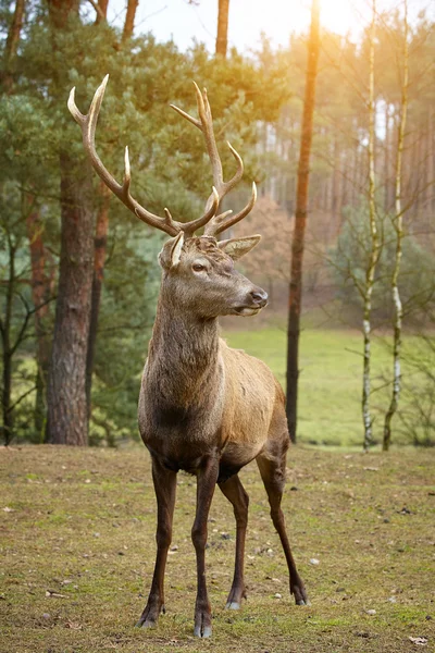Ciervo ciervo en paisaje forestal en otoño — Foto de Stock