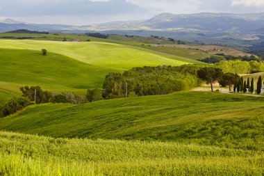 güzel yeşil kırsal