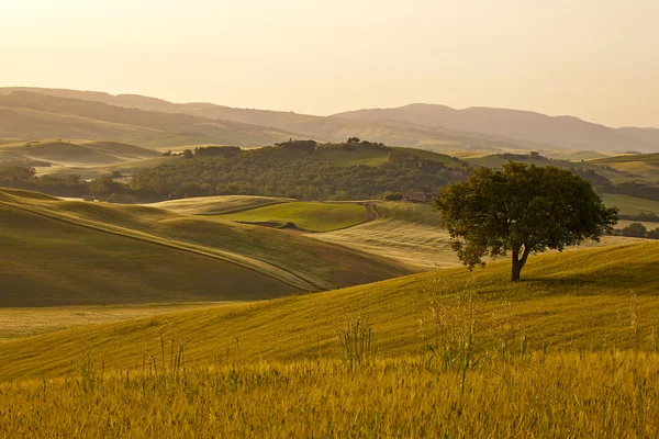 Тосканские холмы. Красивый пейзаж — стоковое фото