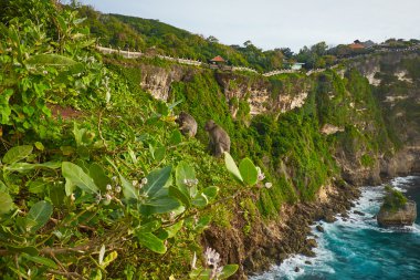 Monkey cliff in Bali Indonesia clipart