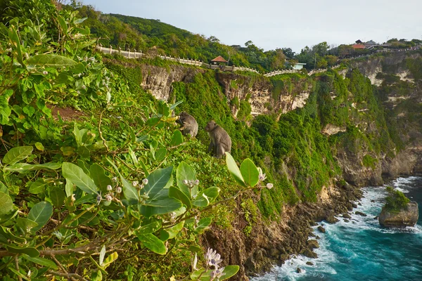 Monkey cliff in Bali Indonesia — Stock Photo, Image