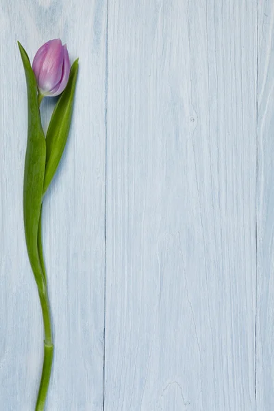 Tulips on wood background — Stock Photo, Image