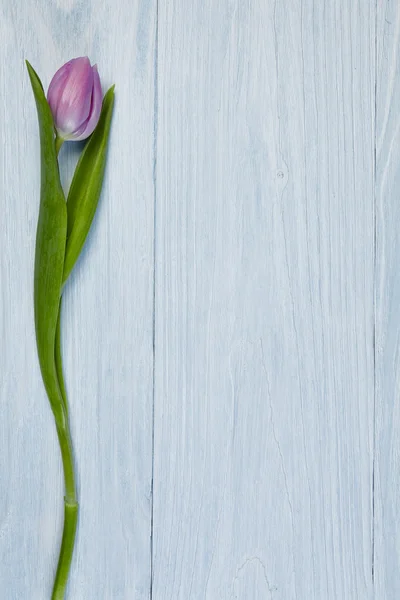 Tulipanes sobre fondo de madera — Foto de Stock