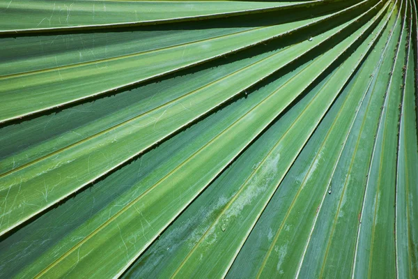 Estrutura da folha de palma — Fotografia de Stock