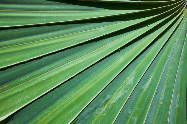 Palm leaf структури — стокове фото