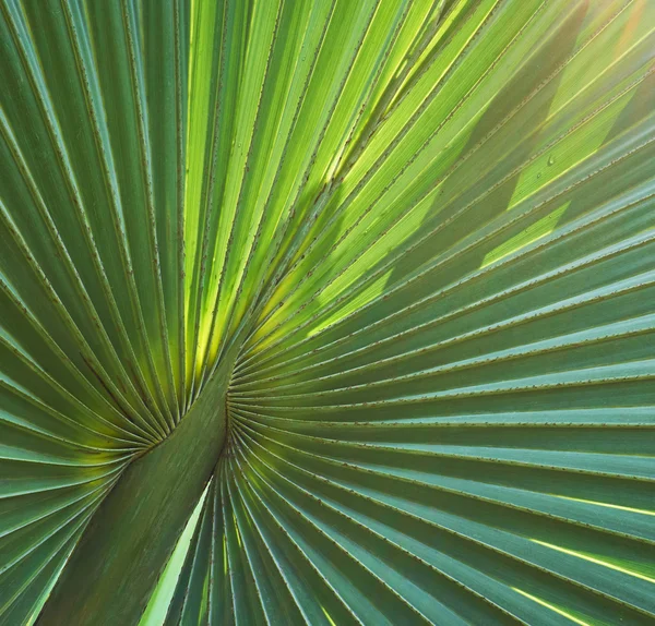 Palm leaf структури — стокове фото