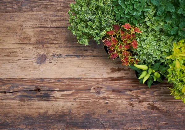 Potted seedlings growing — Stock Photo, Image